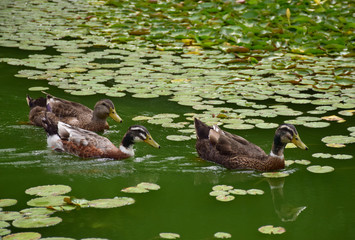 Family of three ducks swimming to the right on a lake with water lilies.