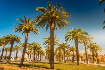 Fototapeta premium Palm trees in a tropical resort at beautiful sunny day. Image of tropical vacation and sunny happiness. Filtered vintage photo.