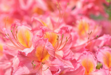 Azalea flowerclose-up. Beauty bright natural red and pink background.