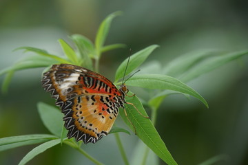Leoparden-Netzflügler (Cethosia cyane)