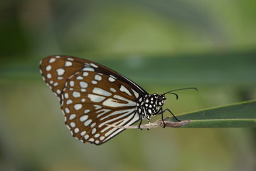 Blauer Tiger (Tirumala hamata)