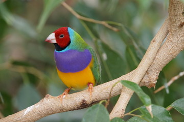 Gouldamadine (Erythrura gouldiae)