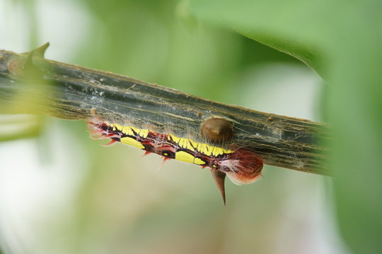 Raupe des Blauer Morphofalter (Morpho peleides)