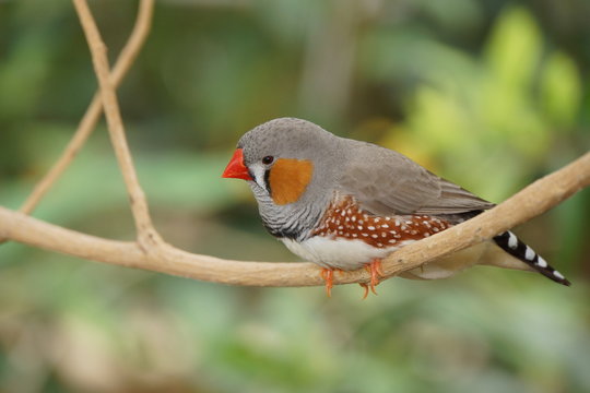 Zebrafink (Taeniopygia guttata)