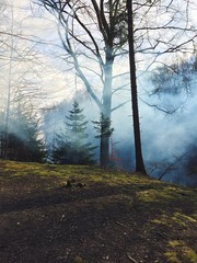 Trees in the smoke