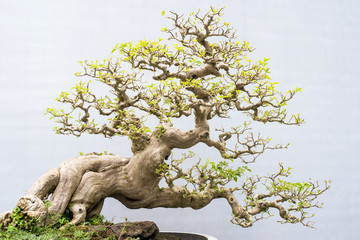 Exotic bonsai trees cultivated for decoration