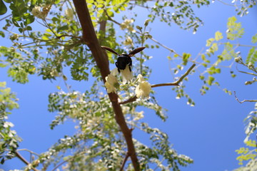 bee