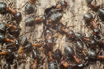 ants on wooden plank