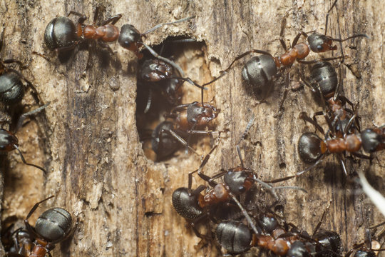 ants on wooden plank