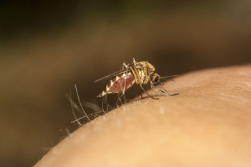 mosquito on hand