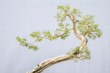 Exotic bonsai trees cultivated for decoration