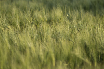 Young green ears of wheat, beautiful background, soft focus
