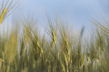 Young golden ears of wheat with blue sky on background