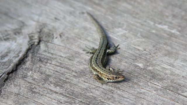 A close up of a common lizard (Lacerta Zootoca vivipara) basking on the boardwalk at Thursley Common National Nature Reserve