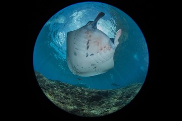 Manta at the cleaning station