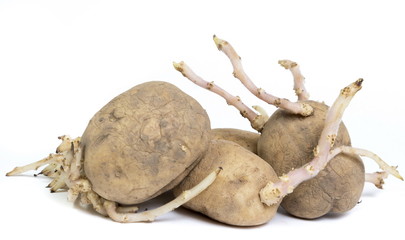 Germinated potatoes on white background