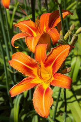Obraz premium Orange lily flower