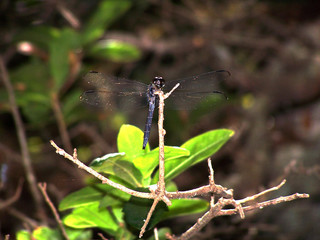 Fototapeta premium Black Dragonfly