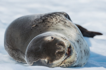 Leopard seal on ice floe in Antarctica