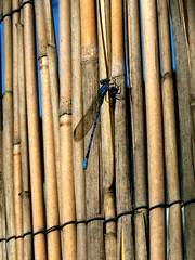 Damselfly