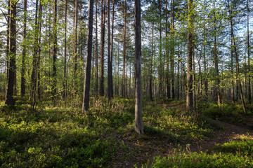 Path and trees in a lush and verdant forest in the evening in Finland in the summertime.