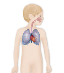 Thorax, anatomy