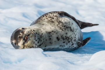Fototapeta premium Leopard seal on ice flow in Antarctica