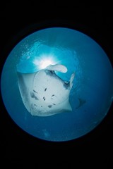 Manta