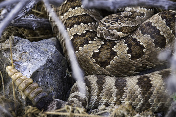 Western Diamondback Rattlesnake coiled in a bush next to a rock with rattle