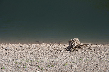 driftwood near rocks and water