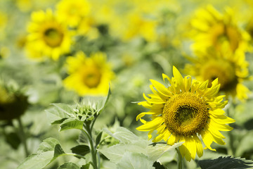 Yellow sunflower