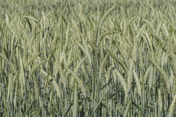 Green wheat field