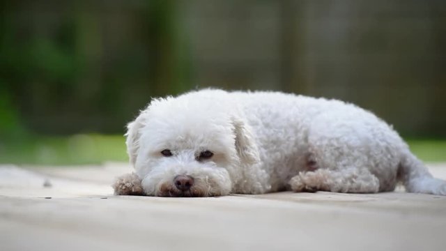 Dog laying on deck outside