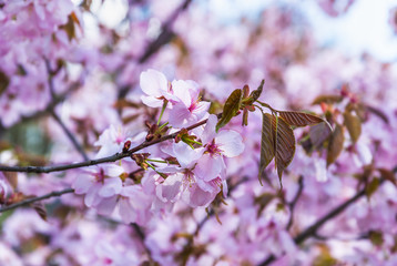 Sakura or cherry blossom in bloom