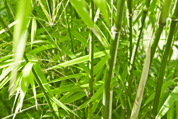 Green bamboo background