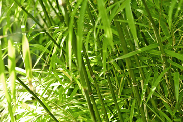 Green bamboo background