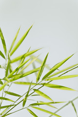 Green bamboo background