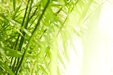 Foto op geborsteld aluminium Bamboe Groene bamboe achtergrond