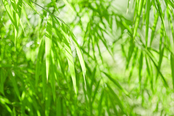 Green bamboo background