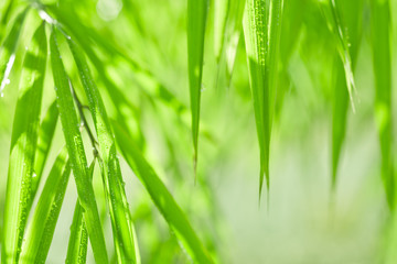 Obraz premium Green bamboo background