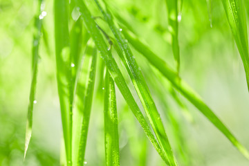 Obraz premium Green bamboo background