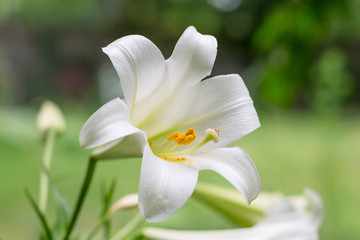 Easter Lily