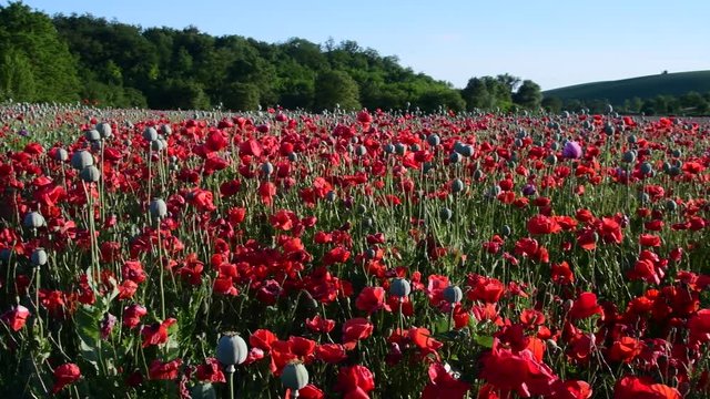Panoramic view on country landscape. Corn poppy, field poppy. Sunny afternoon. Audio footage clip. Sound of birds and insects. 