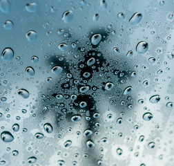 palm tree reflected in rain drops on a window