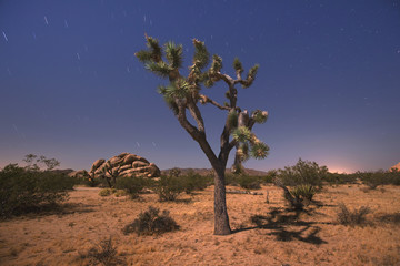 Joshua tree national park, California - obrazy, fototapety, plakaty