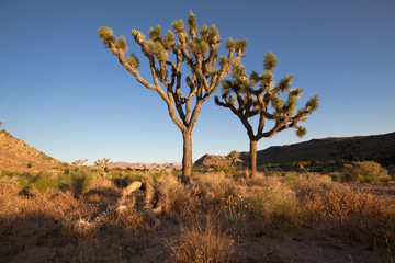 Fototapeta premium Joshua tree national park, California