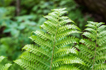 Fern leaf with water drops close-up