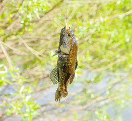 Caught freshwater sleeper  or firebrand-rotan (Perccottus glenii) dangles on the hook