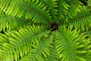 Fern leaf with water drops close-up