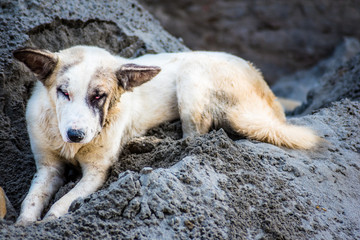 Dog on sand